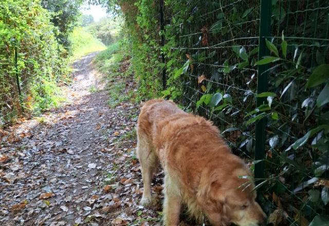 Visite de petsitting pour Isko, notre papy Golden Retriever 