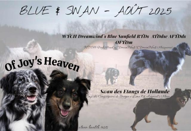 Prochain mariage de Bergers Australiens de lignées travail : Swan x Blue.