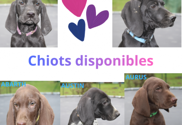 5 chiots Braques Allemands LOF disponibles pour leur nouvelle vie en famille