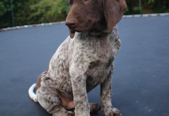 Avatar Jake, chiot Braque Allemand à la recherche de sa famille pour la vie