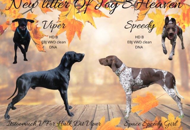 Nouvelle portée de Braques Allemands Of Joy'S Heaven : Viper et Speedy