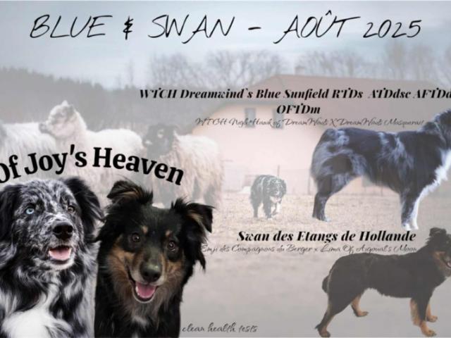 Prochain mariage de Bergers Australiens de lignées travail : Swan x Blue.