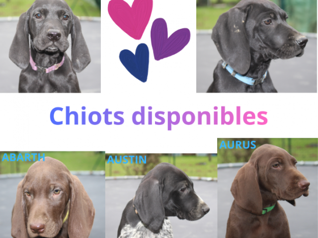 5 chiots Braques Allemands LOF disponibles pour leur nouvelle vie en famille