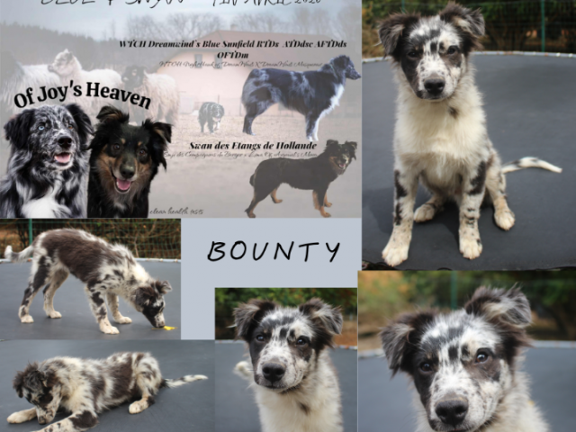Chiot Berger Australien lignée travail – Bounty disponible chez Of Joy’S Heaven