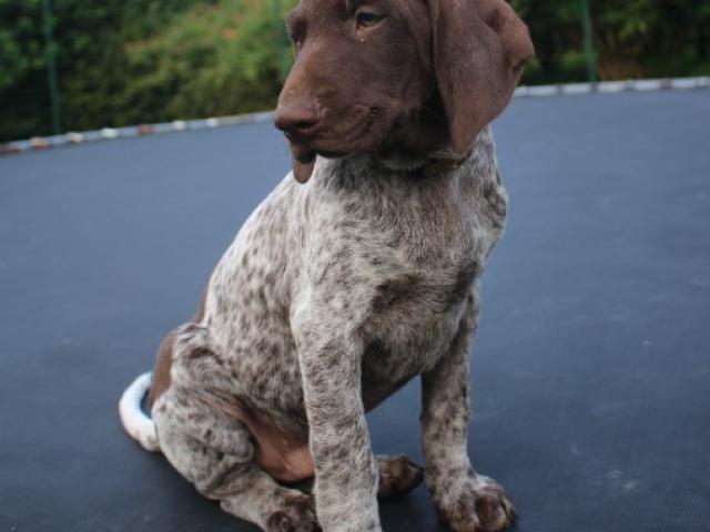 Avatar Jake, chiot Braque Allemand à la recherche de sa famille pour la vie