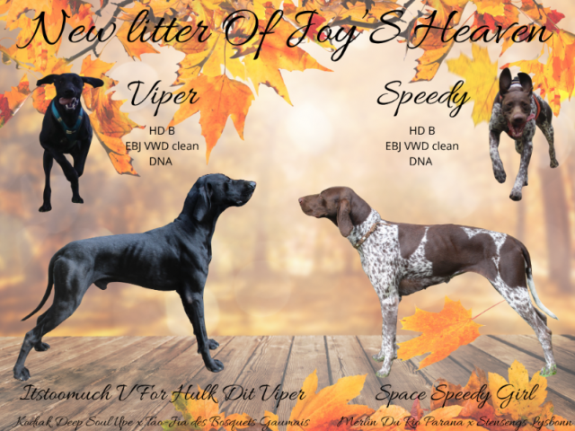 Nouvelle portée de Braques Allemands Of Joy'S Heaven : Viper et Speedy